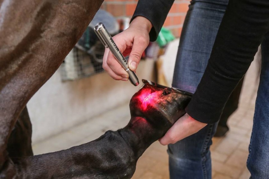 Lasertherapie_Softlaser_Huf-Pferd_Vetez1JNB7AgLIdL