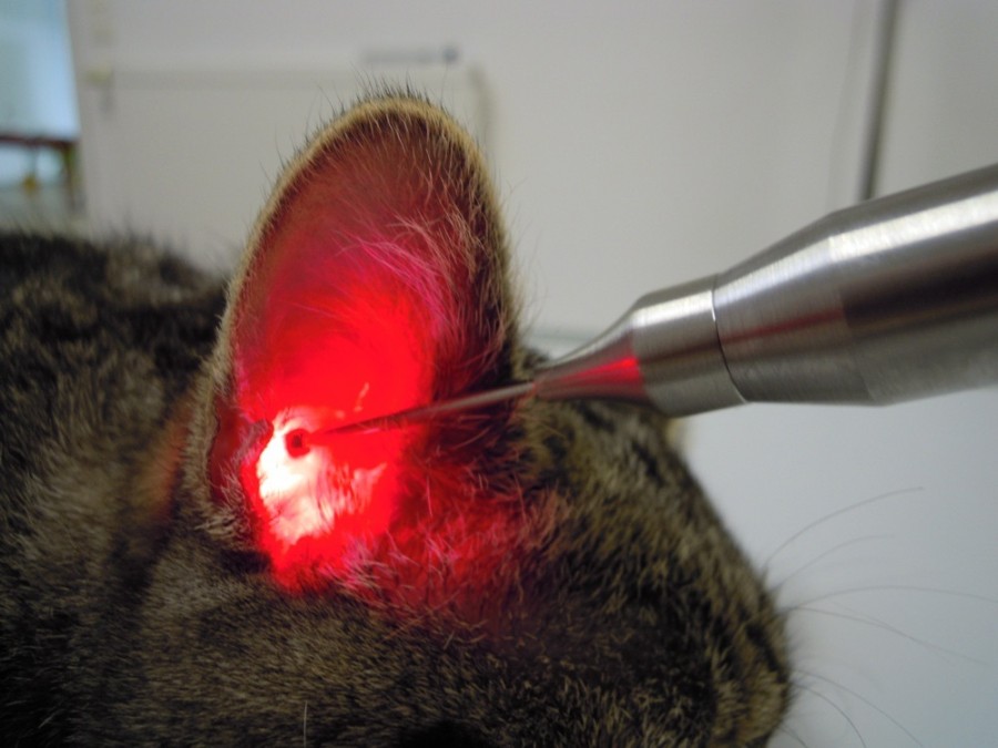 Lasertherapie_Softlaser_Otitis-externa_Vetc9VZJjMDwYd5k